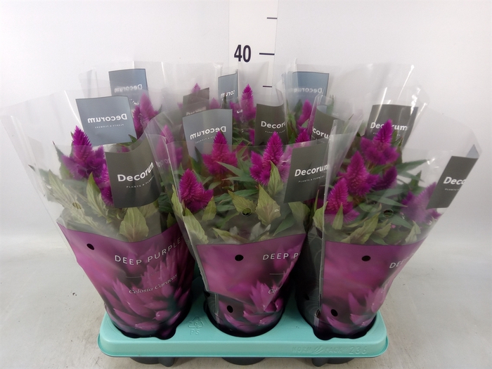 <h4>Celosia spic. 'Deep Purple'</h4>