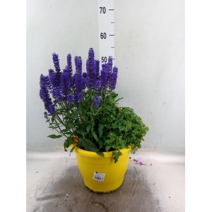 Vaste pltn   ...mix in pot [Perenni