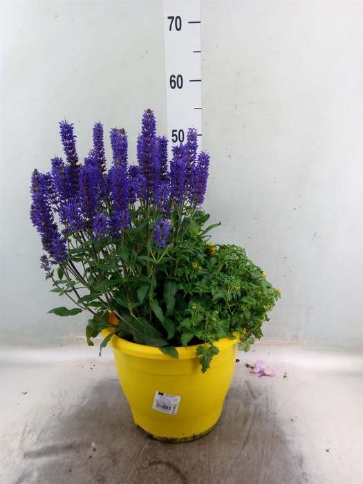 <h4>Vaste pltn   ...mix in pot [Perenni</h4>