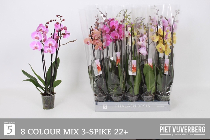 <h4>PHAL GEM 8 KL</h4>