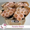 Rosa Garden Paradise Beach