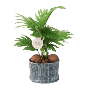 Livistona rotundifolia in Ruby pot