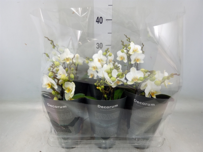 <h4>Phalaenopsis multi. 'Ant Lausanne'</h4>