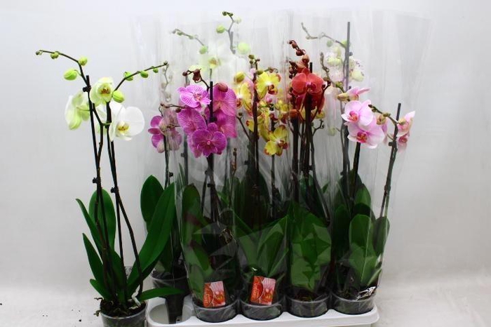 <h4>PHAL GEM 7 KL</h4>