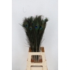 Feather Peacock 70-80cm