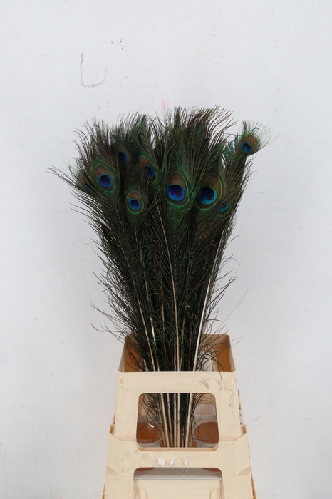 Feather Peacock 70-80cm