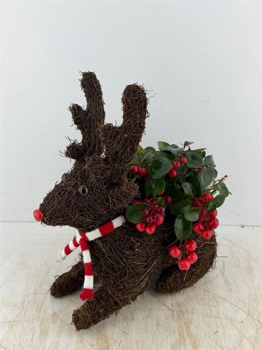 <h4>Arr (21) Rendier Salim</h4>