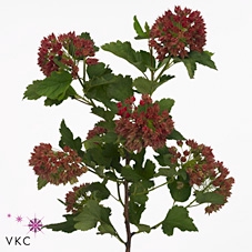 Physocarpus Op Early Bird