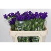 Campanula Medium Champion Blue