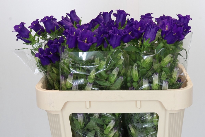<h4>Campanula Medium Champion Blue</h4>