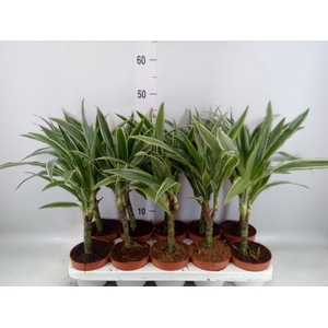 Dracaena fr de 'Warneckei'