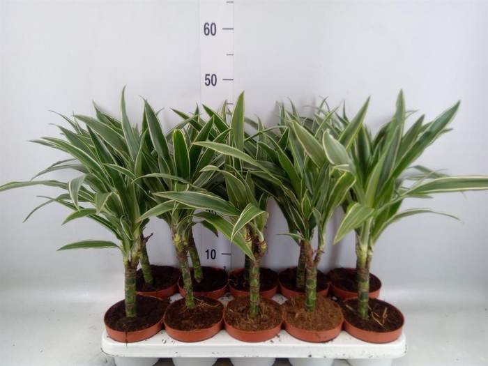 <h4>Dracaena fr de 'Warneckei'</h4>