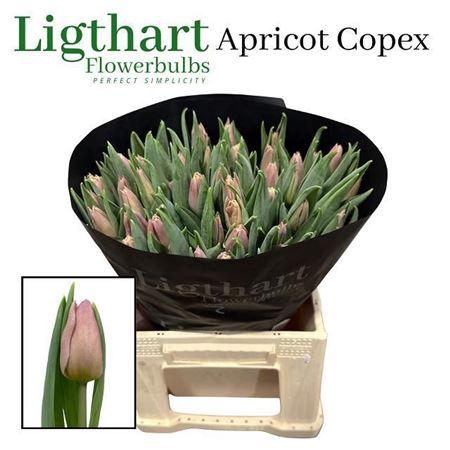 <h4>Tu En Apricot Copex</h4>