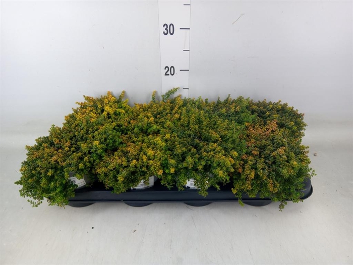 <h4>Thymus citriodorus</h4>