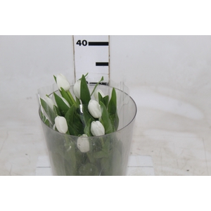 TULIPA BRANCO