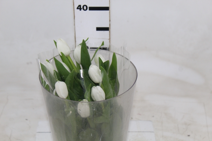 <h4>TULIPA BRANCO</h4>