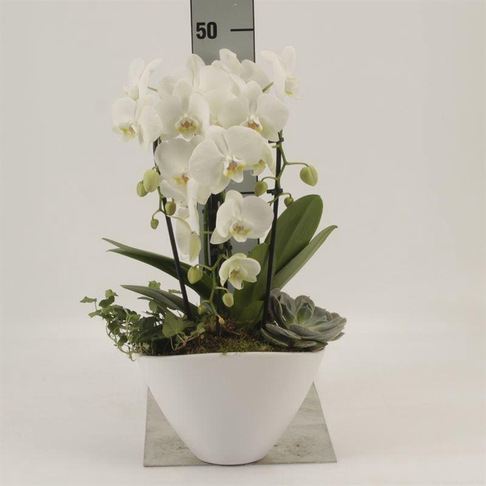 <h4>Phalaenopsis 'Elegant Cascade'</h4>