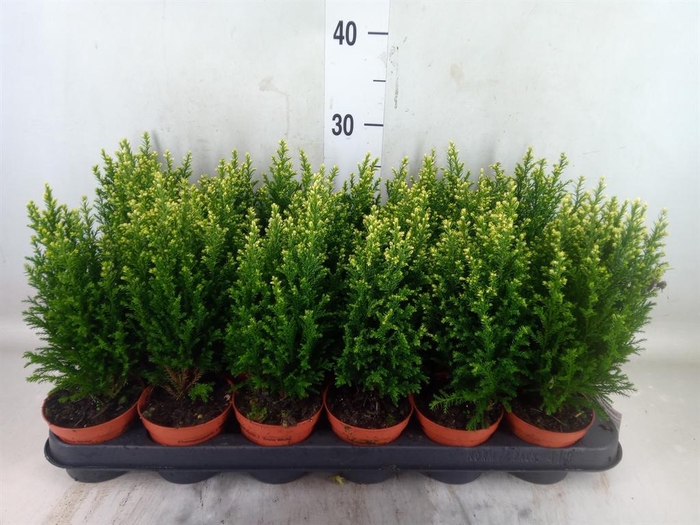 <h4>Chamaecyparis laws. 'Snow White'</h4>