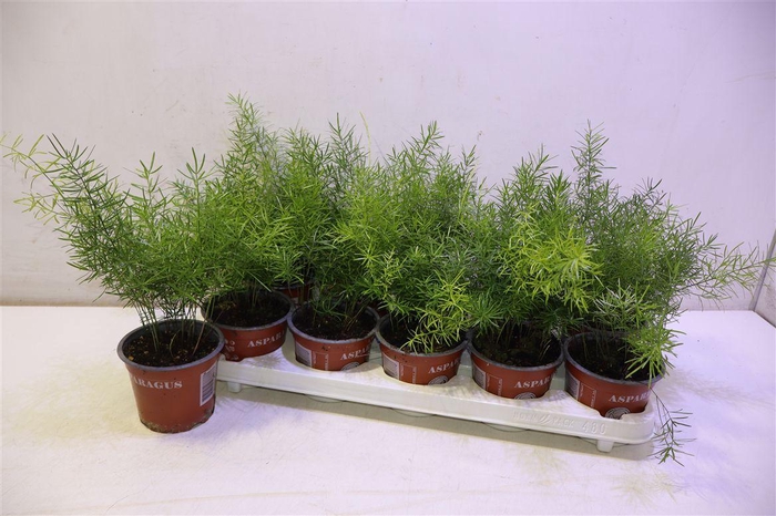 <h4>Aspar D Sprengeri</h4>