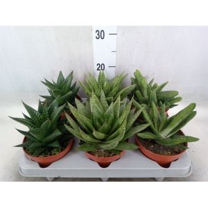 Aloe   ...mix