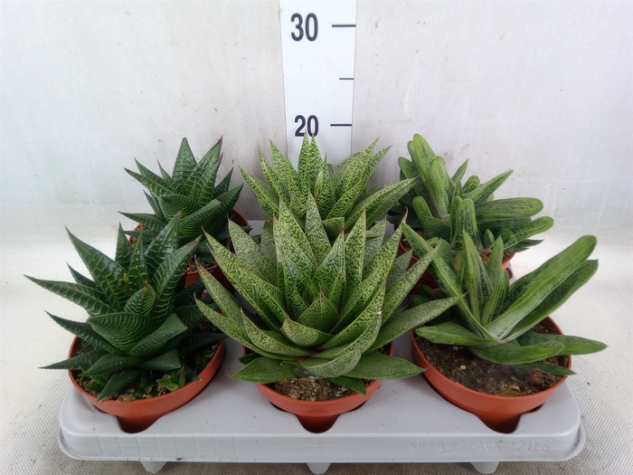 <h4>Aloe   ...mix</h4>