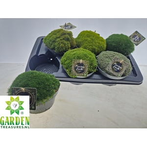 VASTE PLANTEN OV