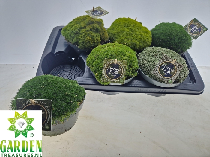 <h4>VASTE PLANTEN OV</h4>