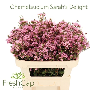 Chamelaucium Sarah's Delight