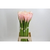 Zantedeschia Eydolls Salmon