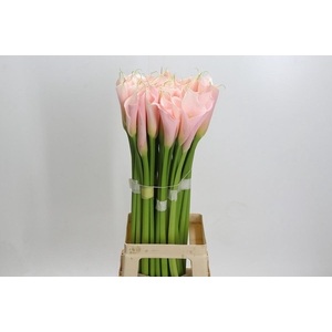 Zantedeschia Eydolls Salmon