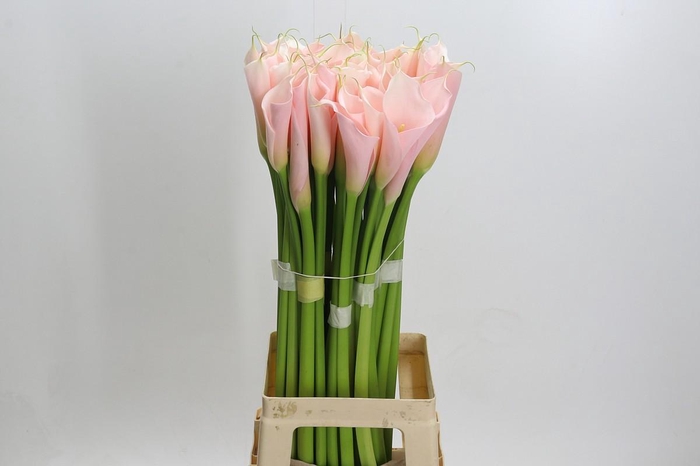 Zantedeschia Eydolls Salmon