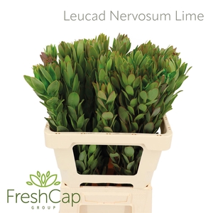 Leucad Nervosum Lime