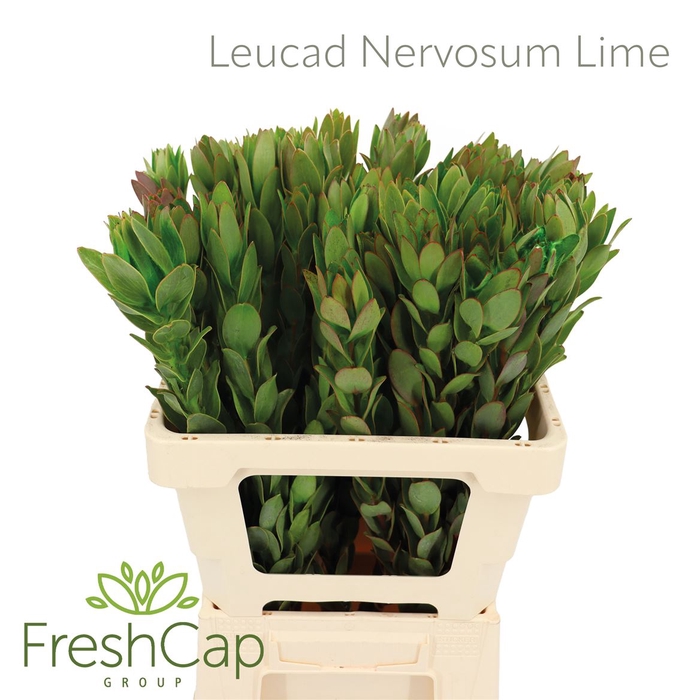 <h4>Leucad Nervosum Lime</h4>