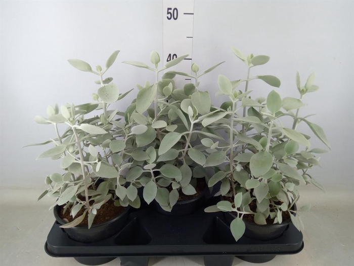 <h4>Kalanchoe NF   ...</h4>