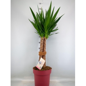 Yucca elephantipes   ...