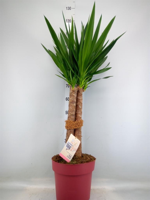 <h4>Yucca elephantipes   ...</h4>