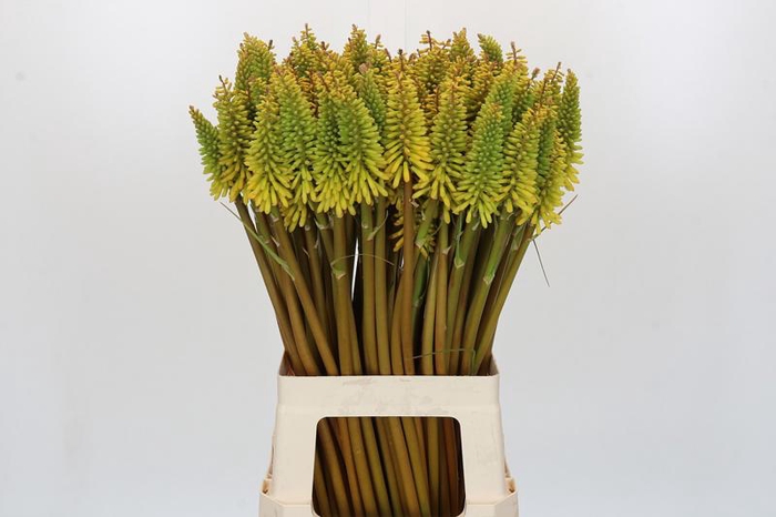 <h4>Kniphofia Eycone Yellow</h4>