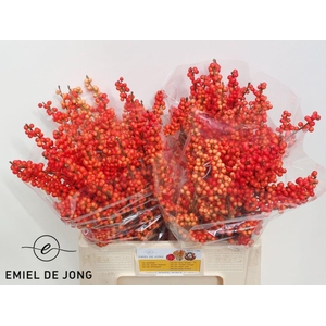 Ilex oudijk's orange