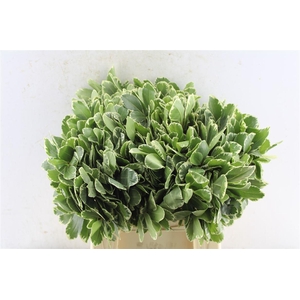 Pittosporum Ilan