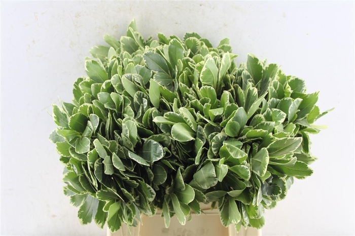 <h4>Pittosporum Ilan</h4>