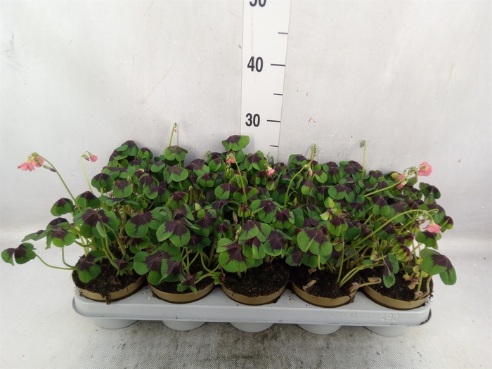 <h4>Oxalis tetraphylla 'Iron Cross'</h4>