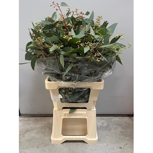 EUCA POPULUS BES LANG X10*