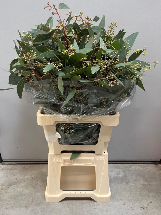 <h4>EUCA POPULUS BES LANG X10*</h4>