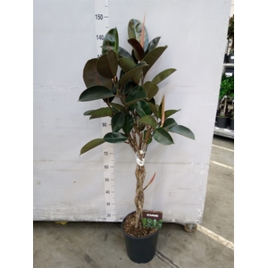 Ficus elastica 'Burgundy'