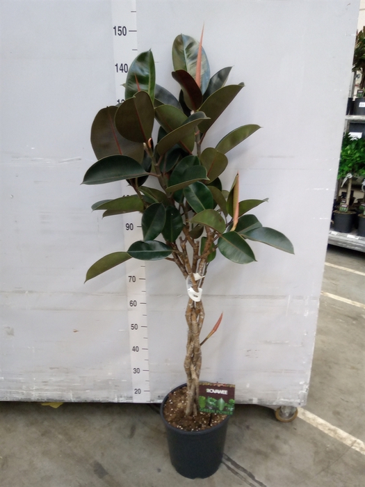 Ficus elastica 'Burgundy'