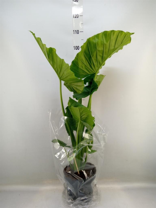 <h4>Alocasia gageana</h4>