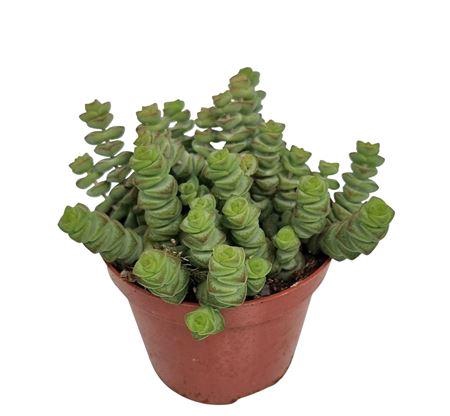 <h4>Crassula Marnieriana Hottentot</h4>