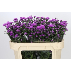 Aster Astee Karmijn