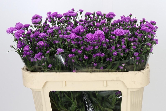 <h4>Aster Astee Karmijn</h4>
