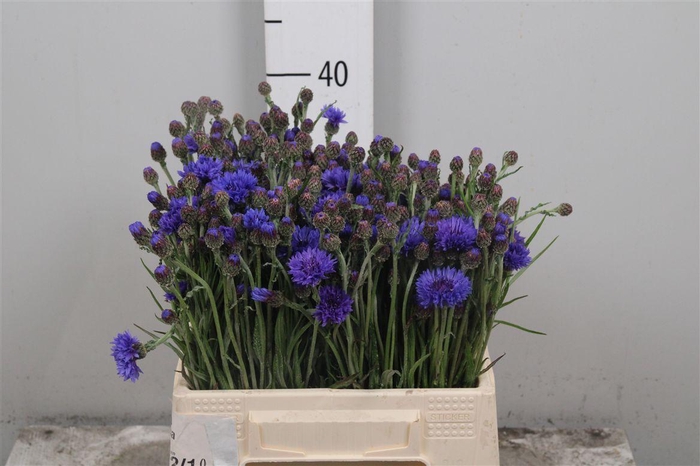 <h4>Centau Cyanus</h4>